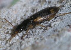 Apenes sinuata