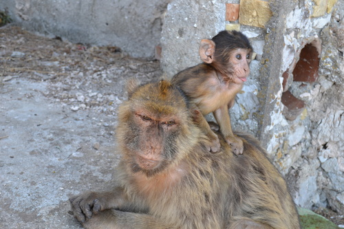 Barbary Macaque, photo 6 of 9