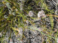 Serruria trilopha
