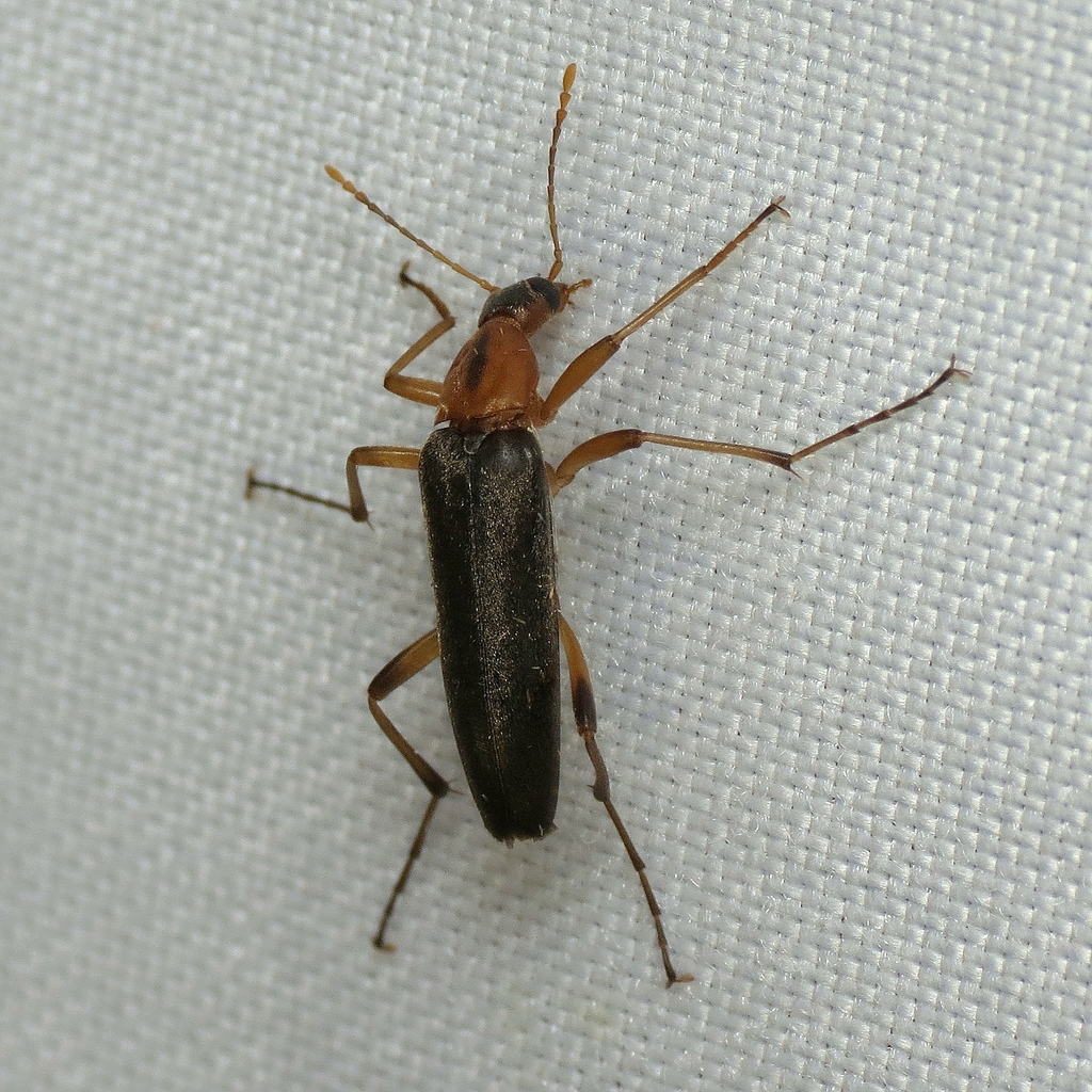 False Longhorn Beetles