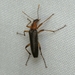 False Longhorn Beetles - Photo (c) Jenn Forman Orth, some rights reserved (CC BY-NC-SA)