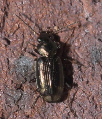 Bembidion rapidum photo 5