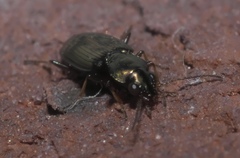 Bembidion rapidum