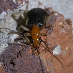 Brachinus adustipennis