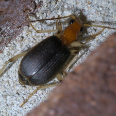 Brachinus adustipennis