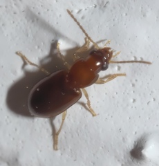 Bradycellus tantillus