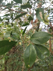 Glycosmis parviflora