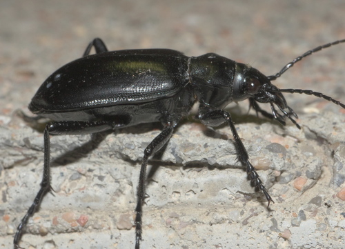 Ground beetle photo 3