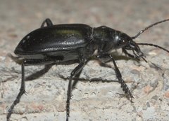 Calosoma peregrinator