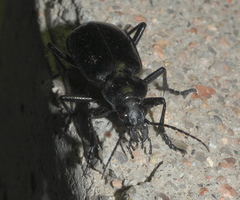 Calosoma peregrinator