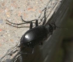 Calosoma peregrinator