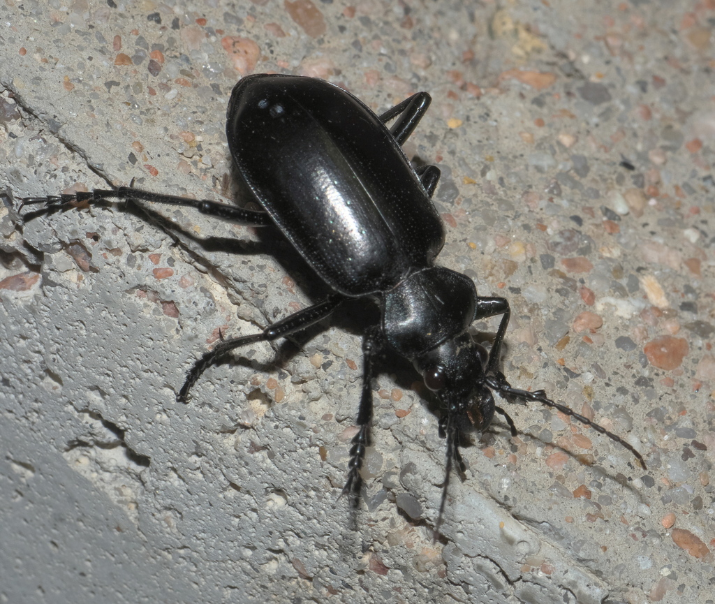 Ground beetle