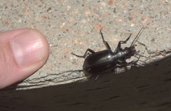 Calosoma peregrinator