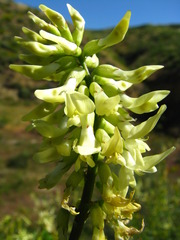 Astragalus trichopodus antisellii
