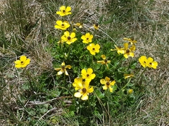Ranunculus graniticola