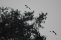 Plegadis chihi