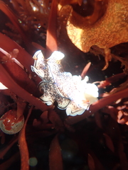 Pseudoceros montereyensis