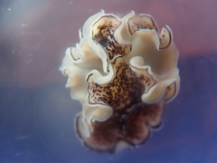 Pseudoceros montereyensis