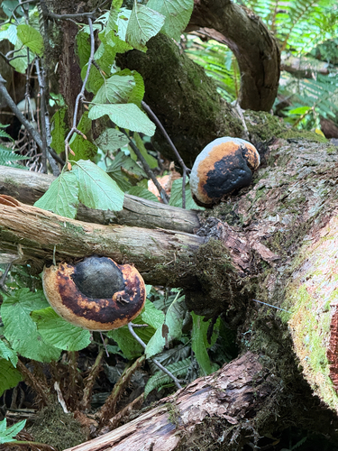 Fomitopsis pinicola