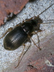 Chlaenius circumcinctus
