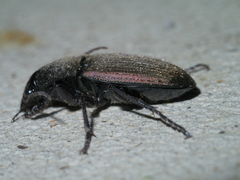 Chlaenius tomentosus