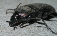 Chlaenius tomentosus