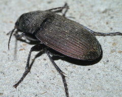 Chlaenius tomentosus