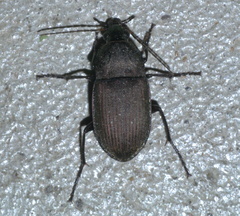 Chlaenius tomentosus