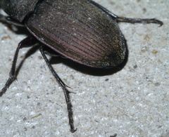 Chlaenius tomentosus