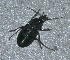 Chlaenius tomentosus