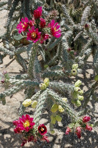 Cylindropuntia X kelvinensis