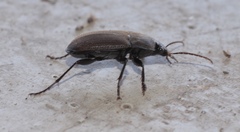 Chlaenius tomentosus