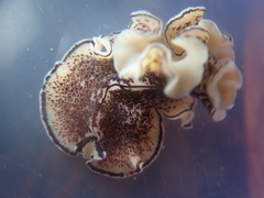 Pseudoceros montereyensis