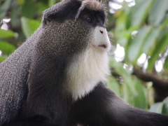 Cercopithecus neglectus