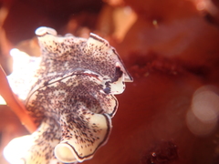 Pseudoceros montereyensis