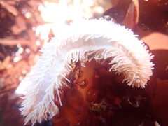 Eupentacta quinquesemita