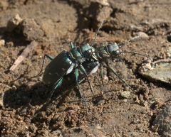Cicindela depressula