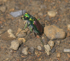 Cicindela splendida