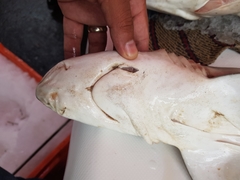 Carcharhinus acronotus