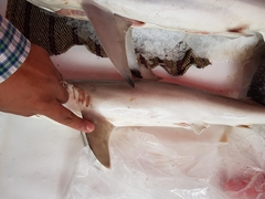 Carcharhinus acronotus