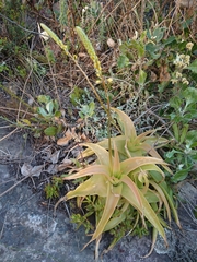 Bulbine latifolia latifolia