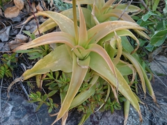 Bulbine latifolia latifolia