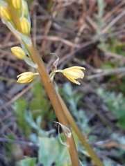 Bulbine latifolia latifolia