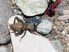 Melanogryllus desertus
