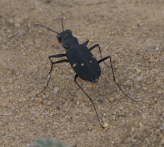 Cicindela obsoleta