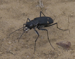Cicindela obsoleta