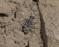 Cicindela tranquebarica kirbyi