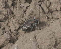 Cicindela tranquebarica kirbyi