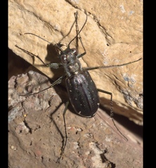 Cicindela punctulata