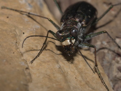 Cicindela punctulata